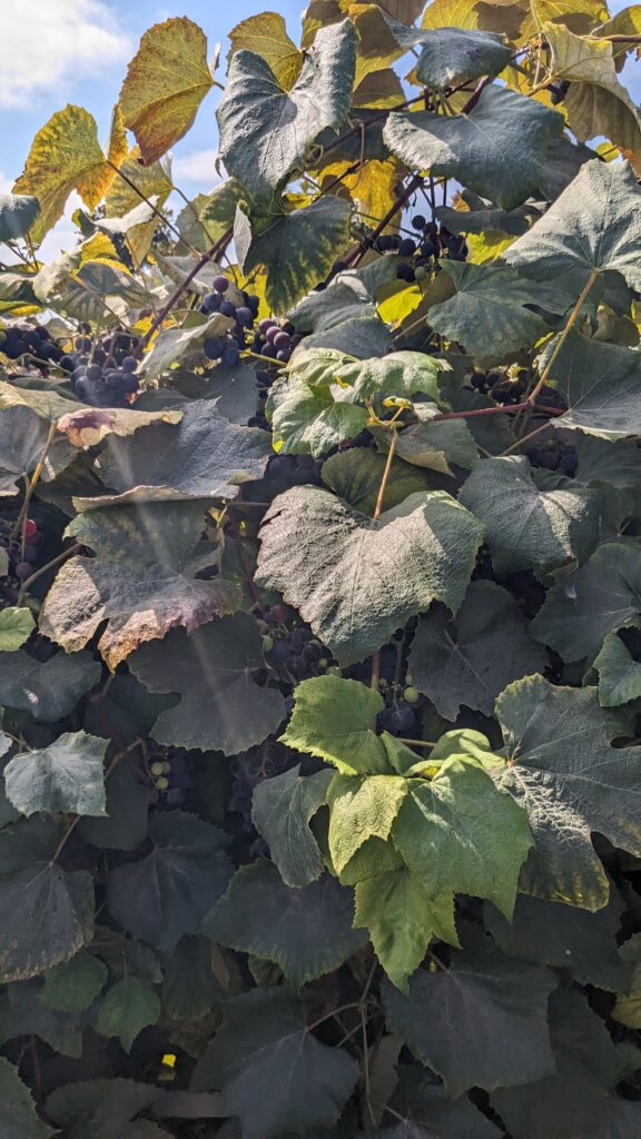 マイクロソフトのブドウ